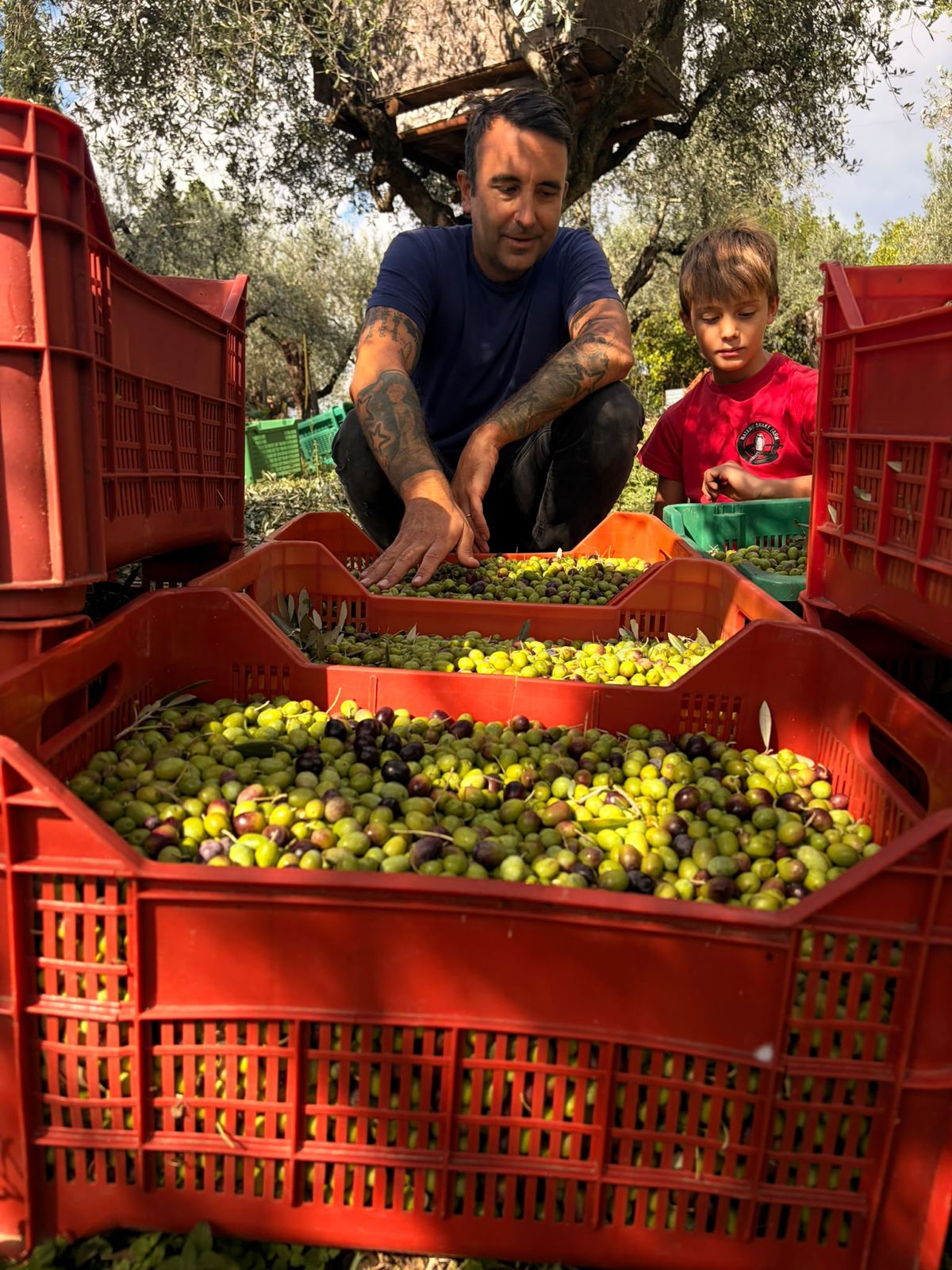 A father and child sorting freshly harvested olives at Gentlemen Farmers
