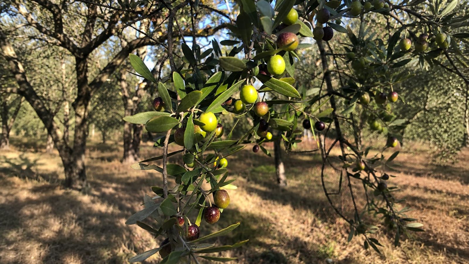 Ripening olives on a branch in the Gentlemen Farmers grove