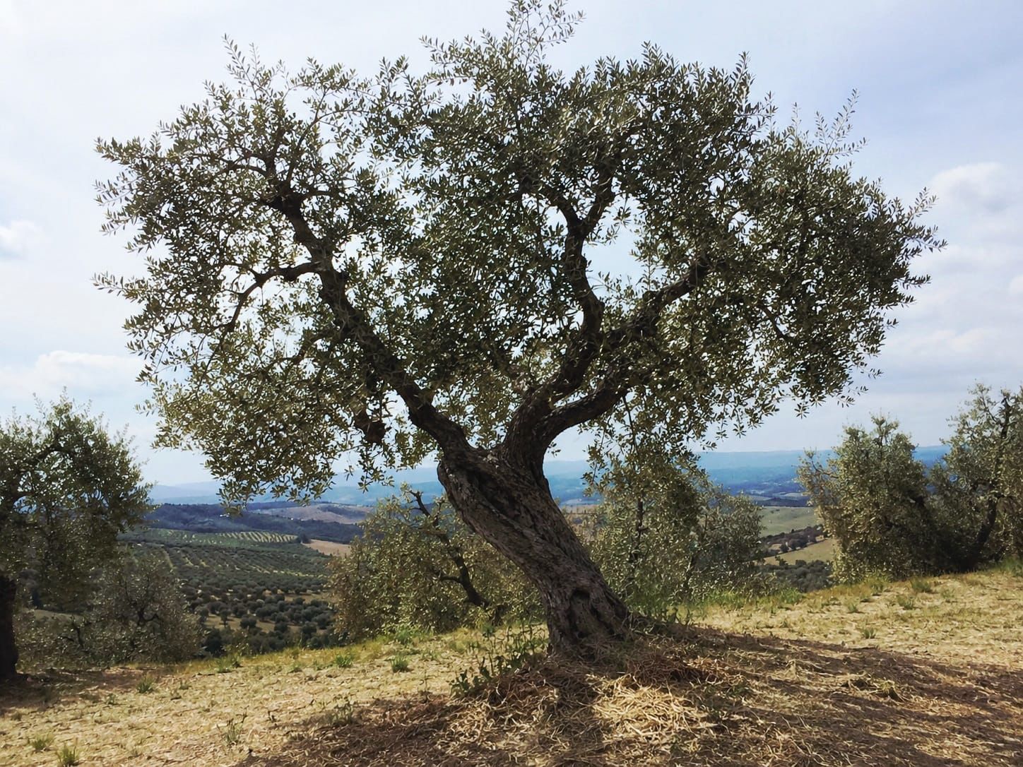 An old olive tree in the Gentlemen Farmers grove above Florence