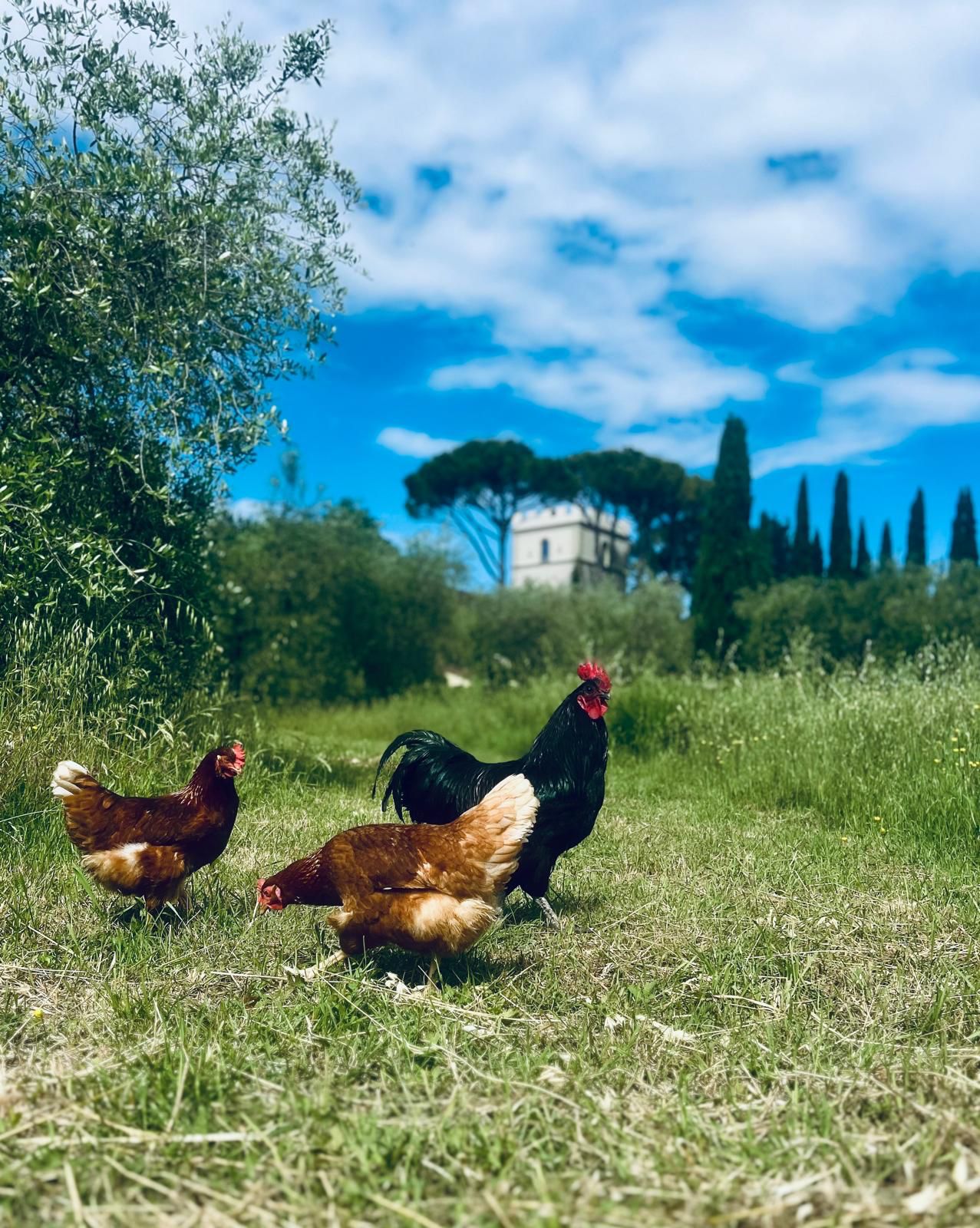 Chickens roaming the grounds of La Luigiana