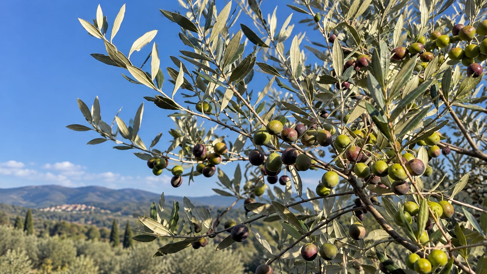 Olive-laden branches against a clear Tuscan sky at La Sfacciata