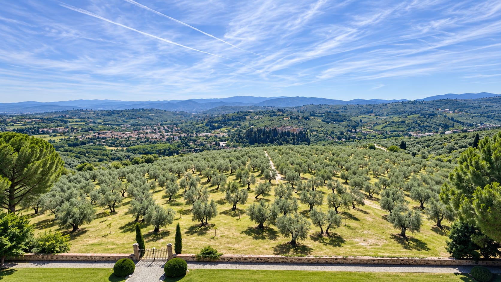 The olive groves at La Sfacciata overlooking the Tuscan hills