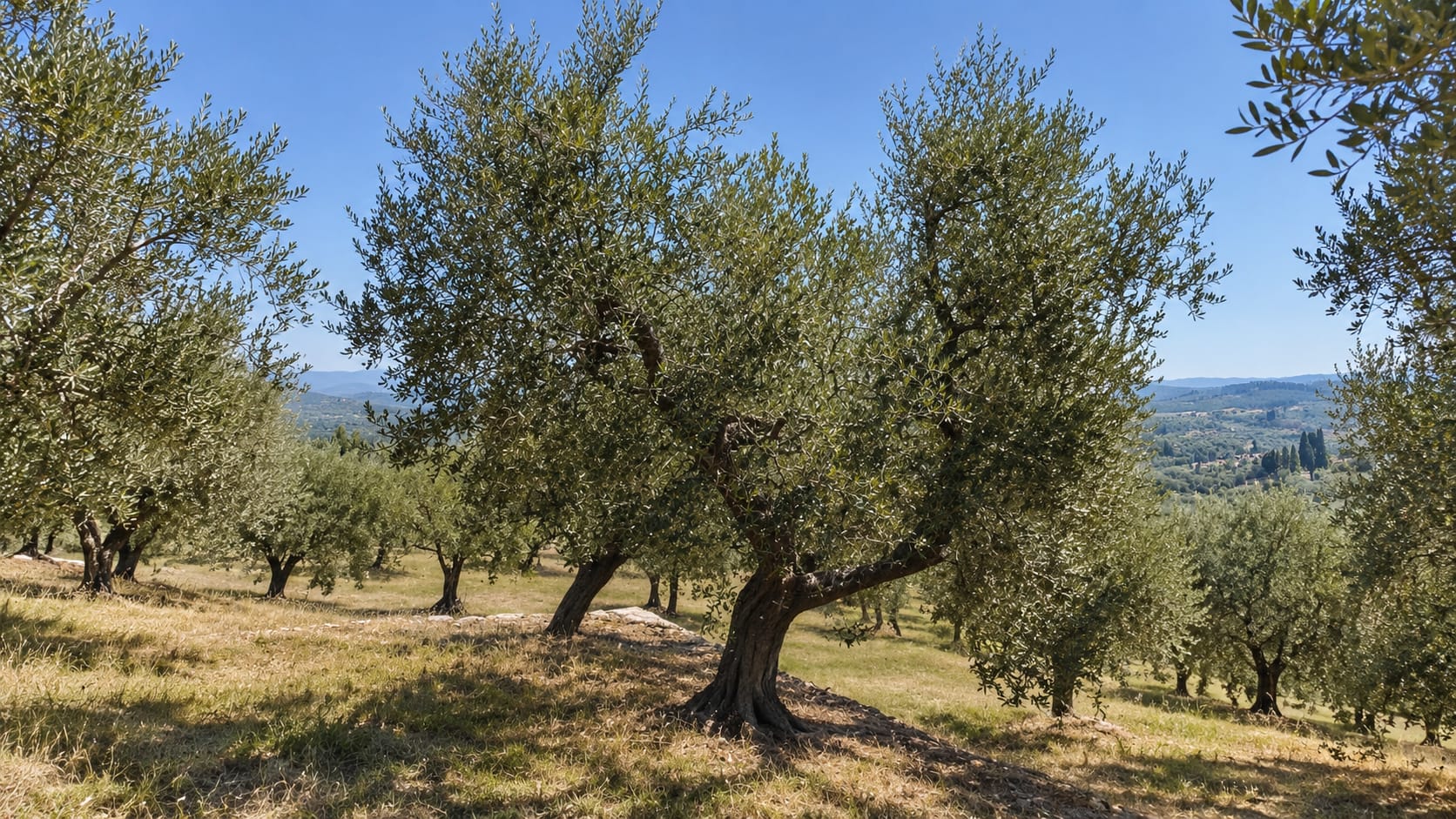 A mature olive tree at La Sfacciata