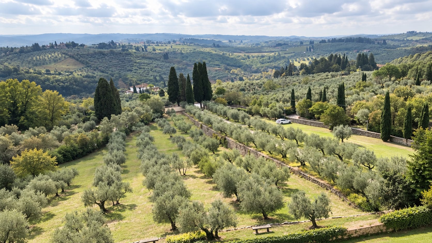 Rows of olive trees on the slopes of the La Sfacciata estate