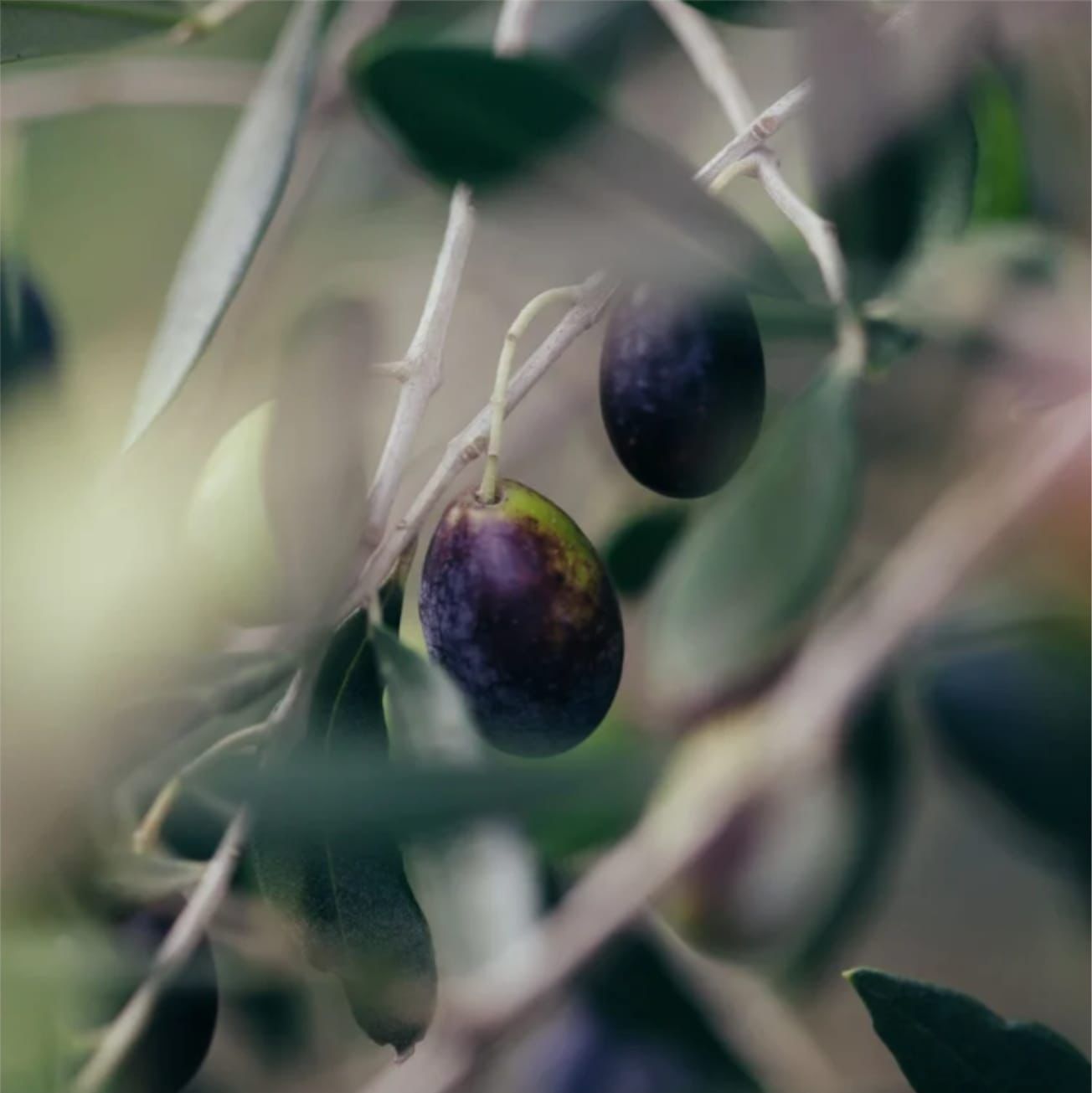 Dark olives ripening on the branch at Fattoria Montecucchi
