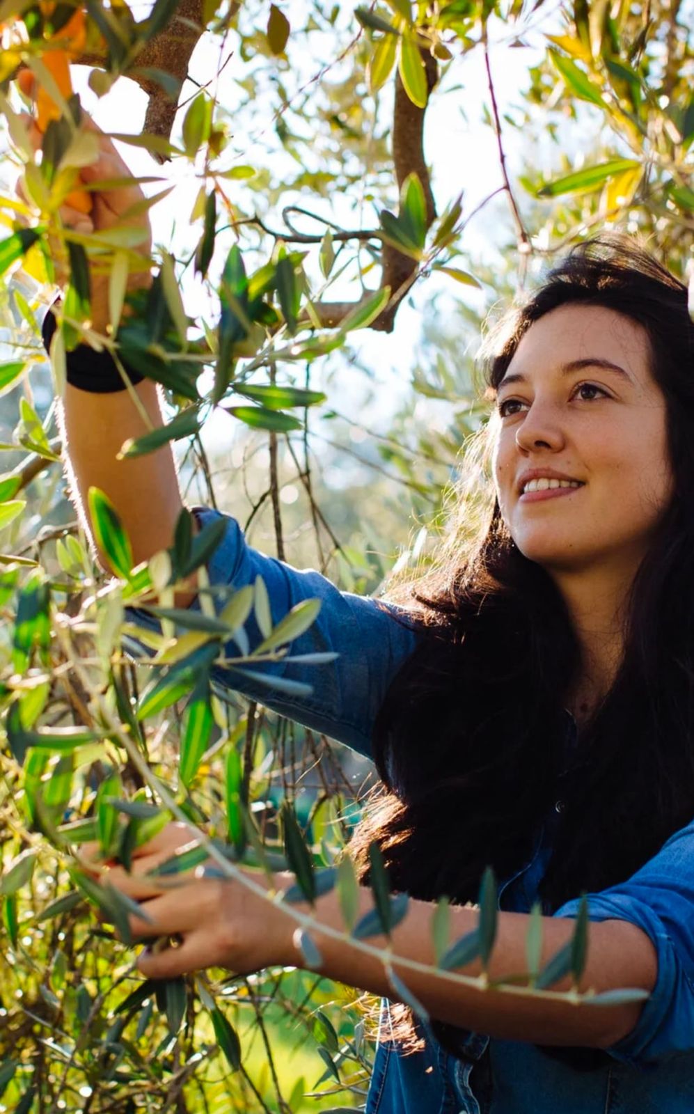 An olive grower harvesting at Fattoria Montecucchi