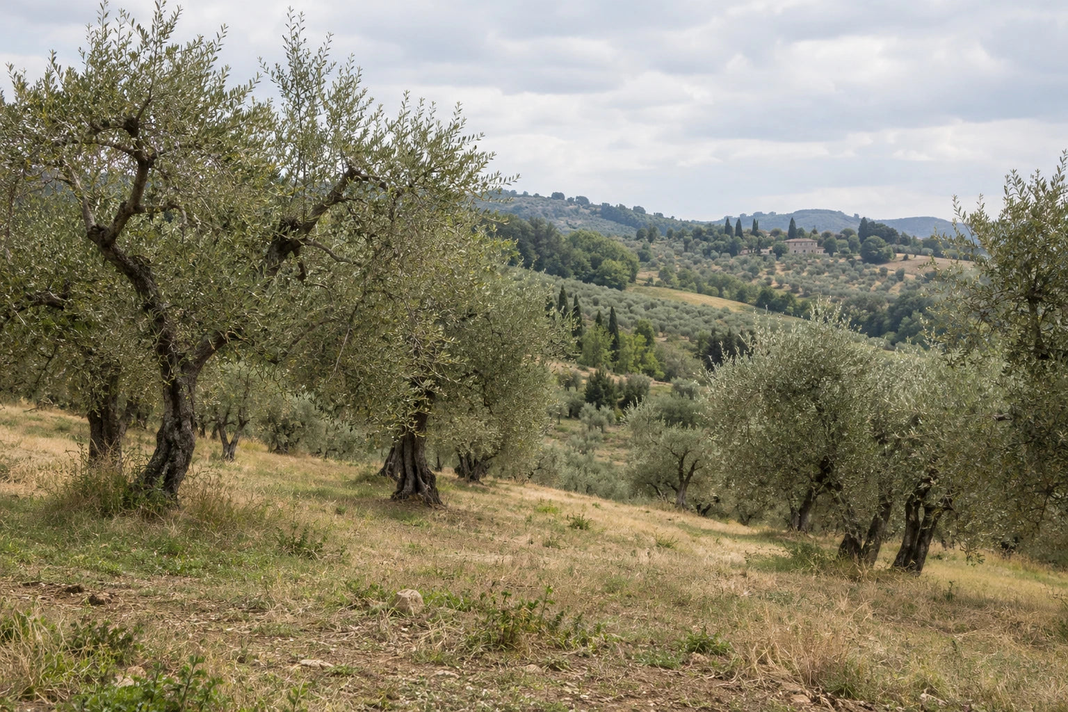 An olive grove on an ordinary overcast morning in rural Tuscany